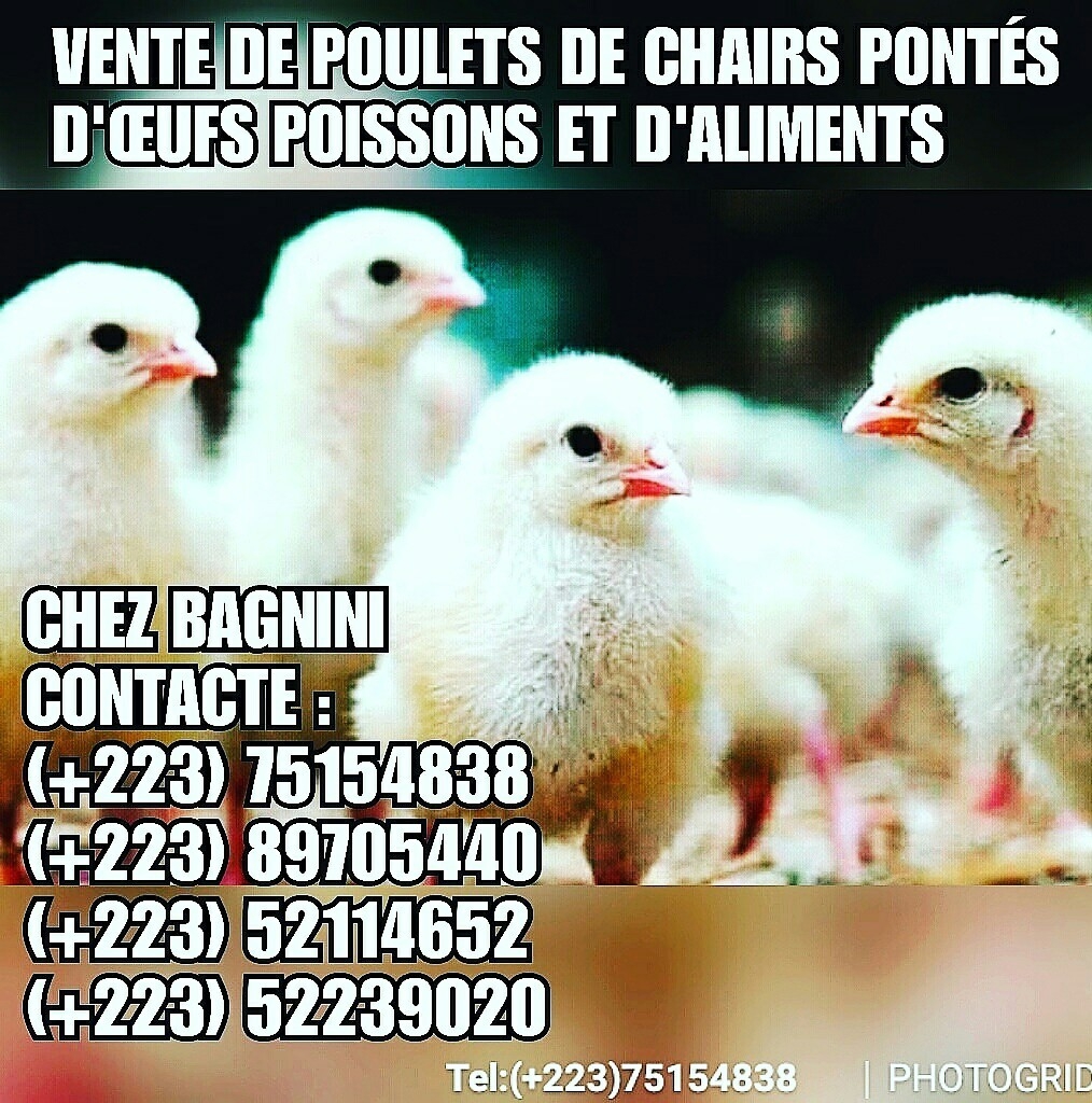 Vente de Poussins et Poulets de Chairs Ponté D'œufs Poissons et D'aliments logo