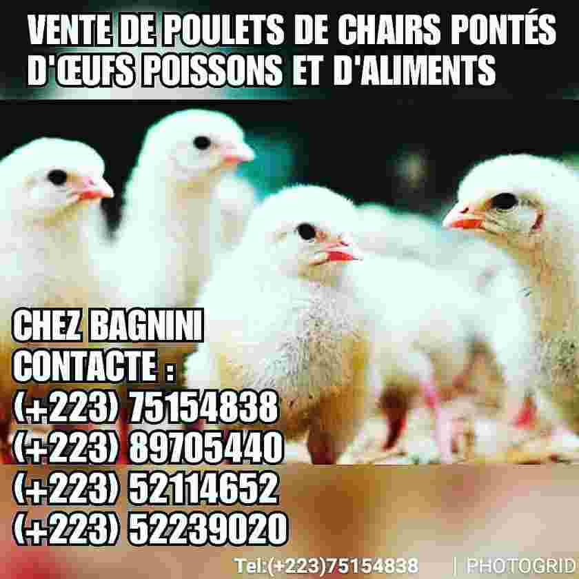 Poussins